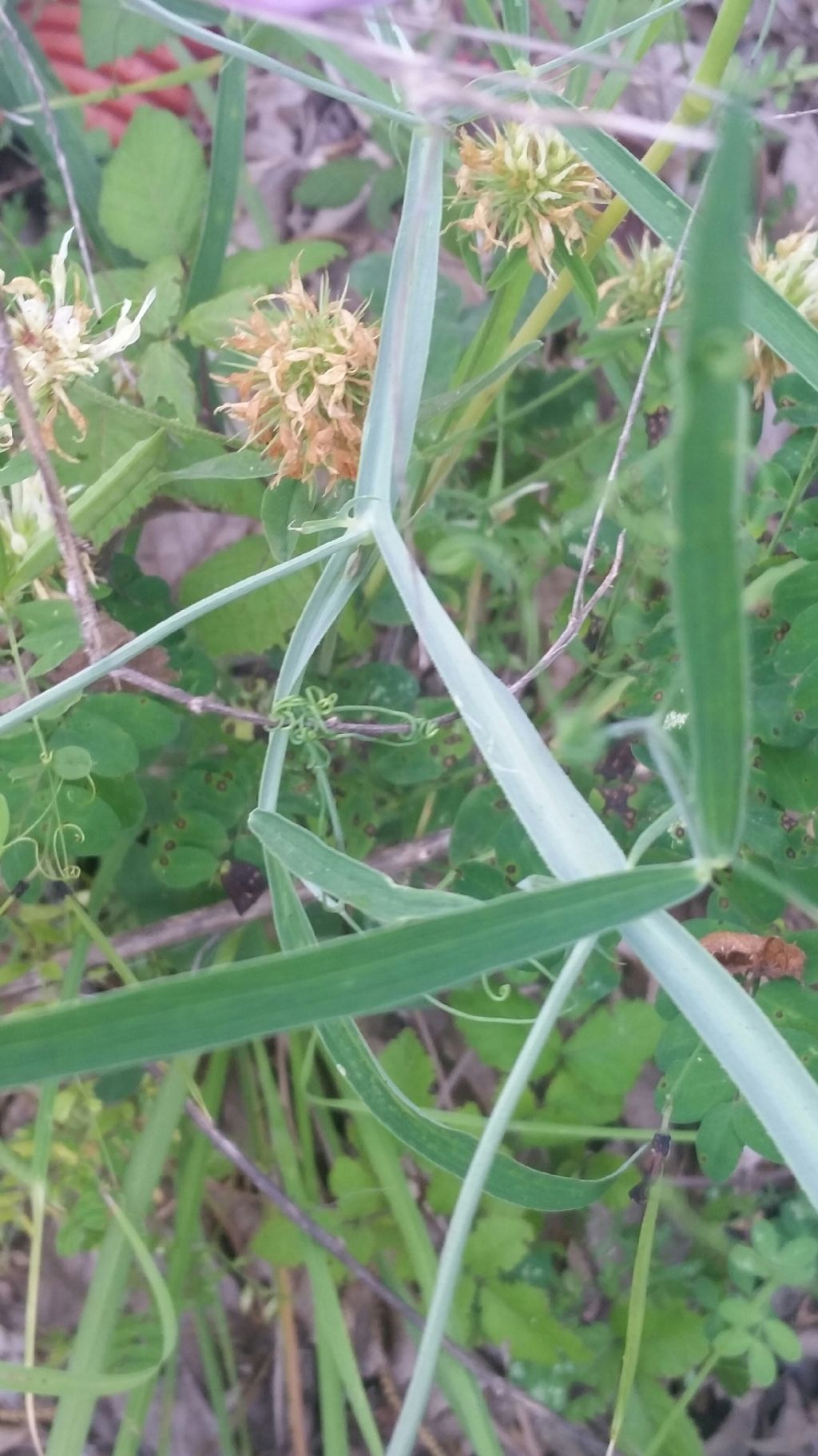 Lathyrus sylvestris (Fabaceae)